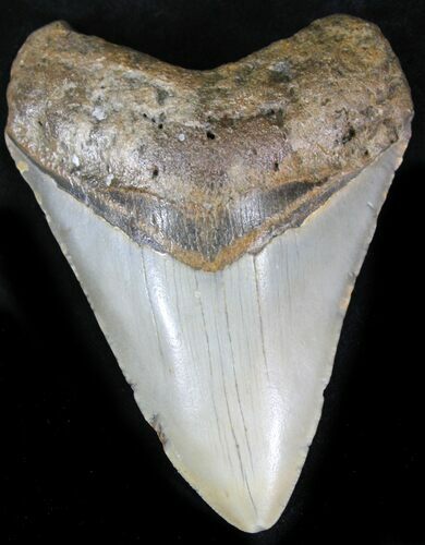 Bargain Megalodon Tooth - North Carolina #22946